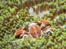 Een krab die met een anemoon leeft stock foto's Een krab die met een anemoon leeft stock foto's