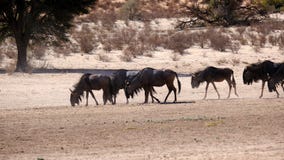 Een kudde die van GNU zich langs een dor rivierbed in het Grensoverschrijdende Park van Kgalagadi tussen Namibië en Zuid-Afrika b royalty-vrije stock afbeelding Een kudde die van GNU zich langs een dor rivierbed in het Grensoverschrijdende Park van Kgalagadi tussen Namibië en Zuid-Afrika b royalty-vrije stock afbeelding