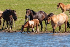 Een kudde van paarden met veulennen drinkt water van een vijver op een hete, de zomerdag royalty-vrije stock foto Een kudde van paarden met veulennen drinkt water van een vijver op een hete, de zomerdag royalty-vrije stock foto