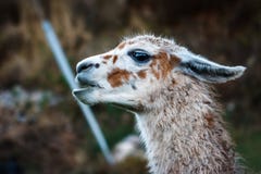 Een lama, Cusco, Peru stock foto Een lama, Cusco, Peru stock foto