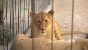 Een leeuwin binnen in een kooi kijkt door een vogelhuis De leeuwin rust in het dierentuinvogelhuis, een groep die leeuwen binnen stock video Een leeuwin binnen in een kooi kijkt door een vogelhuis De leeuwin rust in het dierentuinvogelhuis, een groep die leeuwen binnen stock video