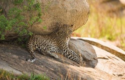 Een luipaard die in de schaduw van een grote rots in Serengeti n rusten stock fotografie Een luipaard die in de schaduw van een grote rots in Serengeti n rusten stock fotografie