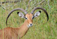Een mannelijke impala rust in de zon op de vlaktes van Oost-Afrika royalty-vrije stock foto Een mannelijke impala rust in de zon op de vlaktes van Oost-Afrika royalty-vrije stock foto