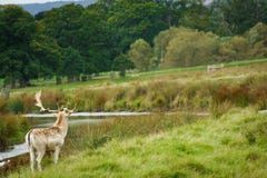 Een mannetje in Powderham, het UK stock foto Een mannetje in Powderham, het UK stock foto