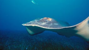 Een Manta-alfredi van straalmanta zwemt over een oceanic top in het Nationale Park van Komodo, Indonesië Mantas wordt gevonden we royalty-vrije stock fotografie Een Manta-alfredi van straalmanta zwemt over een oceanic top in het Nationale Park van Komodo, Indonesië Mantas wordt gevonden we royalty-vrije stock fotografie