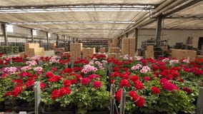 Een mens berijdt een vorkheftruck door een pakhuis met bloeiende bloemen, een groot serrepakhuis voor het kweken van bloemen stock video Een mens berijdt een vorkheftruck door een pakhuis met bloeiende bloemen, een groot serrepakhuis voor het kweken van bloemen stock video