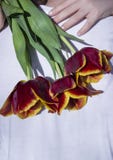 Een mens in witte kleren die en een meisje die de hals van een mens koesteren die een rood met een gele grenstulpen houden achter stock afbeeldingen Een mens in witte kleren die en een meisje die de hals van een mens koesteren die een rood met een gele grenstulpen houden achter stock afbeeldingen