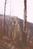 Een mooi schot van bomen op een heuvel stock foto Een mooi schot van bomen op een heuvel stock foto