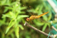 Een mooie Gele Libel in een groene tuin stock foto Een mooie Gele Libel in een groene tuin stock foto