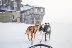 Een mooie hond zes stort het trekken van een slee Beeld uit het zitten in het sleeperspectief dat wordt genomen Pret, gezonde de royalty-vrije stock afbeeldingen Een mooie hond zes stort het trekken van een slee Beeld uit het zitten in het sleeperspectief dat wordt genomen Pret, gezonde de royalty-vrije stock afbeeldingen