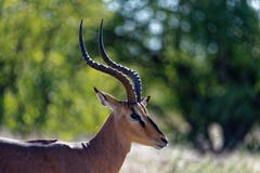 Een mooie impala bevindt zich kant op de fotograaf stock afbeelding Een mooie impala bevindt zich kant op de fotograaf stock afbeelding