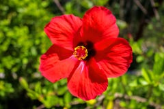 Een Mooie Rode Hibiscusbloem in het Zonlicht stock foto Een Mooie Rode Hibiscusbloem in het Zonlicht stock foto