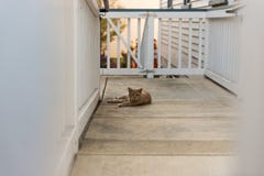 Een oranje kat rust op de portiek van een huis met een lui gezicht royalty-vrije stock fotografie Een oranje kat rust op de portiek van een huis met een lui gezicht royalty-vrije stock fotografie