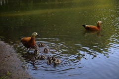 Een paar blozende shelducks met hun onlangs uitgebroede kuikens royalty-vrije stock afbeeldingen Een paar blozende shelducks met hun onlangs uitgebroede kuikens royalty-vrije stock afbeeldingen