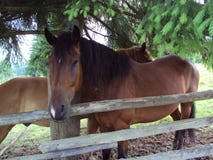 Een paar paarden in de bergen stock afbeeldingen Een paar paarden in de bergen stock afbeeldingen