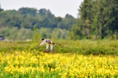 Een paar wilde eendeenden vliegt over gele lissen die hieronder bloeien stock fotografie Een paar wilde eendeenden vliegt over gele lissen die hieronder bloeien stock fotografie