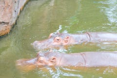 Een paarhippo op de waterachtergrond stock fotografie Een paarhippo op de waterachtergrond stock fotografie