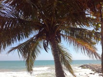 Een palm op een mooi strand stock fotografie Een palm op een mooi strand stock fotografie