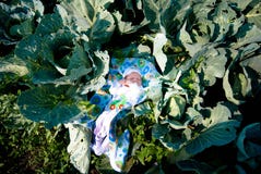 Een pasgeboren baby onder kolen in een tuin stock foto Een pasgeboren baby onder kolen in een tuin stock foto