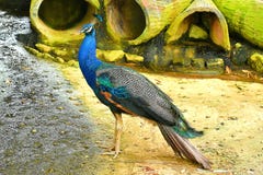 Een Pauw is Bevlekt in Dit Dierlijke Landbouwbedrijf in Kuching, Sarawak royalty-vrije stock foto Een Pauw is Bevlekt in Dit Dierlijke Landbouwbedrijf in Kuching, Sarawak royalty-vrije stock foto