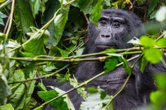 Een peinzende gorilla in het Ondoordringbare Bos royalty-vrije stock afbeeldingen Een peinzende gorilla in het Ondoordringbare Bos royalty-vrije stock afbeeldingen