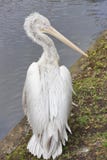 Een pelikaan is in de dierentuin van Moskou royalty-vrije stock foto Een pelikaan is in de dierentuin van Moskou royalty-vrije stock foto