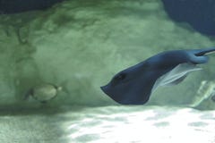 een pijlstaartrog zwemt in de tank royalty-vrije stock foto een pijlstaartrog zwemt in de tank royalty-vrije stock foto