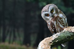 Een portret van een jonge uil Het is een jonge uil op een close-up De onscherpe bos groene bomen op de achtergrond royalty-vrije stock foto Een portret van een jonge uil Het is een jonge uil op een close-up De onscherpe bos groene bomen op de achtergrond royalty-vrije stock foto