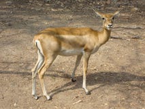 Een pronghornantilope die naar de camera staren royalty-vrije stock afbeelding Een pronghornantilope die naar de camera staren royalty-vrije stock afbeelding