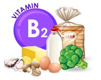Een reeks van vitamineb2 voedsel royalty-vrije illustratie Een reeks van vitamineb2 voedsel royalty-vrije illustratie