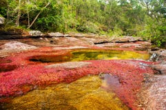 Een rode en Gele Rivier in Colombia stock fotografie Een rode en Gele Rivier in Colombia stock fotografie