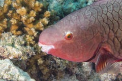 Een roze papegaaivis stock foto Een roze papegaaivis stock foto