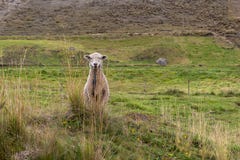 Een schaap kijkt vooruit in het midden van een weiland royalty-vrije stock afbeelding Een schaap kijkt vooruit in het midden van een weiland royalty-vrije stock afbeelding