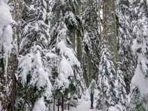 Een snowshoer die en de overweldigende schoonheid van het de winterlandschap lopen bewonderen op Cipresberg royalty-vrije stock foto Een snowshoer die en de overweldigende schoonheid van het de winterlandschap lopen bewonderen op Cipresberg royalty-vrije stock foto