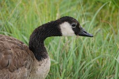 Een Solitaire Gans van Canada waggelt door het Gras stock afbeelding Een Solitaire Gans van Canada waggelt door het Gras stock afbeelding