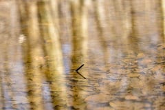 Een solitaire kleine stok die uit het water van een kalme vreedzame bosvijver, op een mooie de herfstdag porren royalty-vrije stock afbeeldingen Een solitaire kleine stok die uit het water van een kalme vreedzame bosvijver, op een mooie de herfstdag porren royalty-vrije stock afbeeldingen