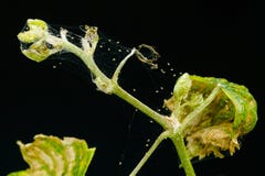 Een spinmijt parasiteert op op een jonge die kiem van druiven, op een zwarte achtergrond wordt geïsoleerd stock foto Een spinmijt parasiteert op op een jonge die kiem van druiven, op een zwarte achtergrond wordt geïsoleerd stock foto