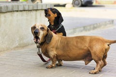 Een tekkelhond in de hoeveelheid twee stukken bekijkt me Lage diepte van besnoeiing stock foto's Een tekkelhond in de hoeveelheid twee stukken bekijkt me Lage diepte van besnoeiing stock foto's