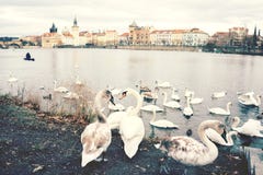 Een troep van zwanen op de banken van de Vltava-Rivier royalty-vrije stock afbeeldingen Een troep van zwanen op de banken van de Vltava-Rivier royalty-vrije stock afbeeldingen