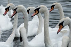 Een troep van zwanen op de rivier Theems stock afbeeldingen Een troep van zwanen op de rivier Theems stock afbeeldingen