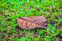 Een tropisch blad ligt op de grond Stock Afbeeldingen Een tropisch blad ligt op de grond Stock Afbeeldingen
