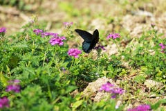 Een vlinder onder de bloemen wordt gefladderd die royalty-vrije stock fotografie Een vlinder onder de bloemen wordt gefladderd die royalty-vrije stock fotografie