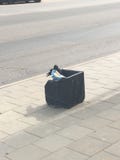 Een vogel die chips van een vuilnisbak eten in een stad stock afbeelding Een vogel die chips van een vuilnisbak eten in een stad stock afbeelding