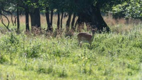 Een vrouwelijk damhert in Jaegersborg Dyrehave stock afbeelding Een vrouwelijk damhert in Jaegersborg Dyrehave stock afbeelding