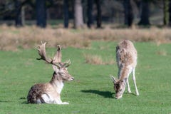 Een vrouwelijk damhert weidt naast een zittingsmannetje stock afbeeldingen Een vrouwelijk damhert weidt naast een zittingsmannetje stock afbeeldingen