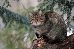 Een wilde katten mannelijke tribune op een boom in een bos van Maramures-bergen. royalty-vrije stock foto's Een wilde katten mannelijke tribune op een boom in een bos van Maramures-bergen. royalty-vrije stock foto's