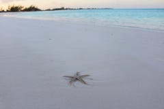Een Zeester op het strand in een Caraïbisch eiland, de Bahamas royalty-vrije stock afbeeldingen Een Zeester op het strand in een Caraïbisch eiland, de Bahamas royalty-vrije stock afbeeldingen