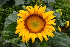 Een Zonnebloem die op een gebied, Jaspis, Georgië, de V.S. bloeien royalty-vrije stock afbeeldingen Een Zonnebloem die op een gebied, Jaspis, Georgië, de V.S. bloeien royalty-vrije stock afbeeldingen