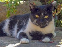 Een zwart-witte kat die op de vloer liggen stock fotografie Een zwart-witte kat die op de vloer liggen stock fotografie