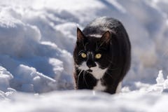 Een zwart-witte kat die in sneeuw lopen Royalty-vrije Stock Afbeelding Een zwart-witte kat die in sneeuw lopen Royalty-vrije Stock Afbeelding
